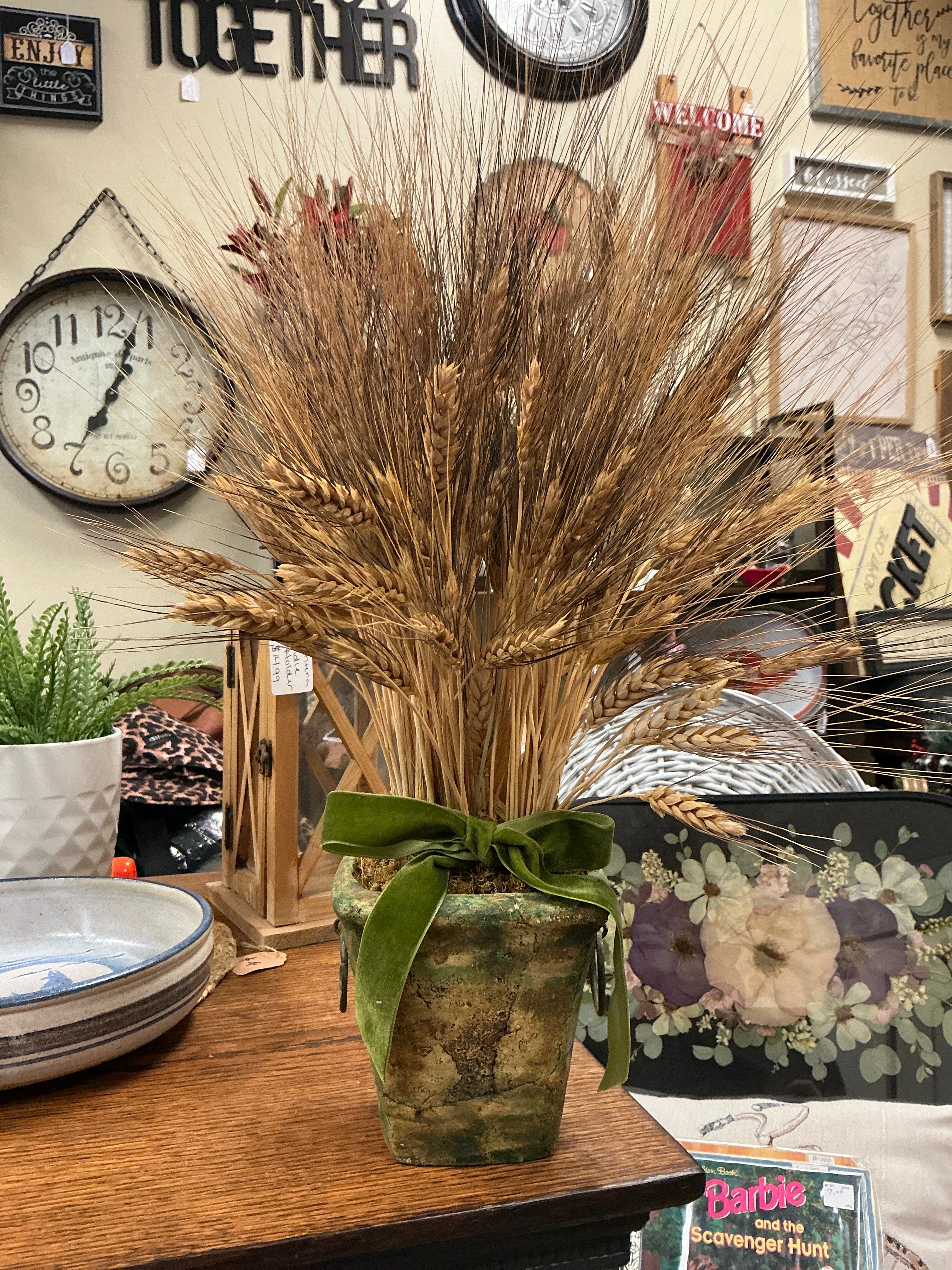 Wheatgrass Plant