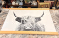 Highland Cow