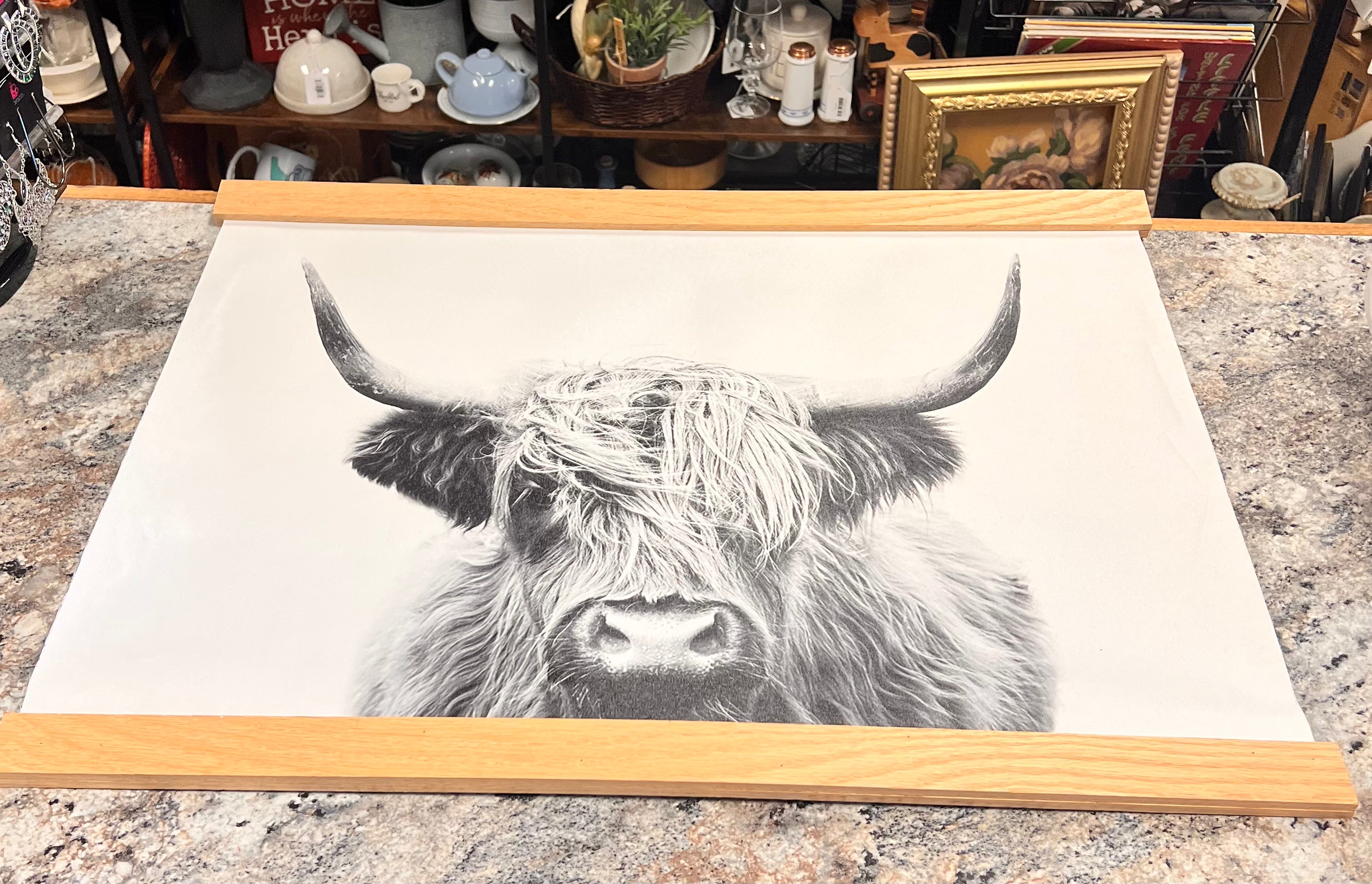 Highland Cow