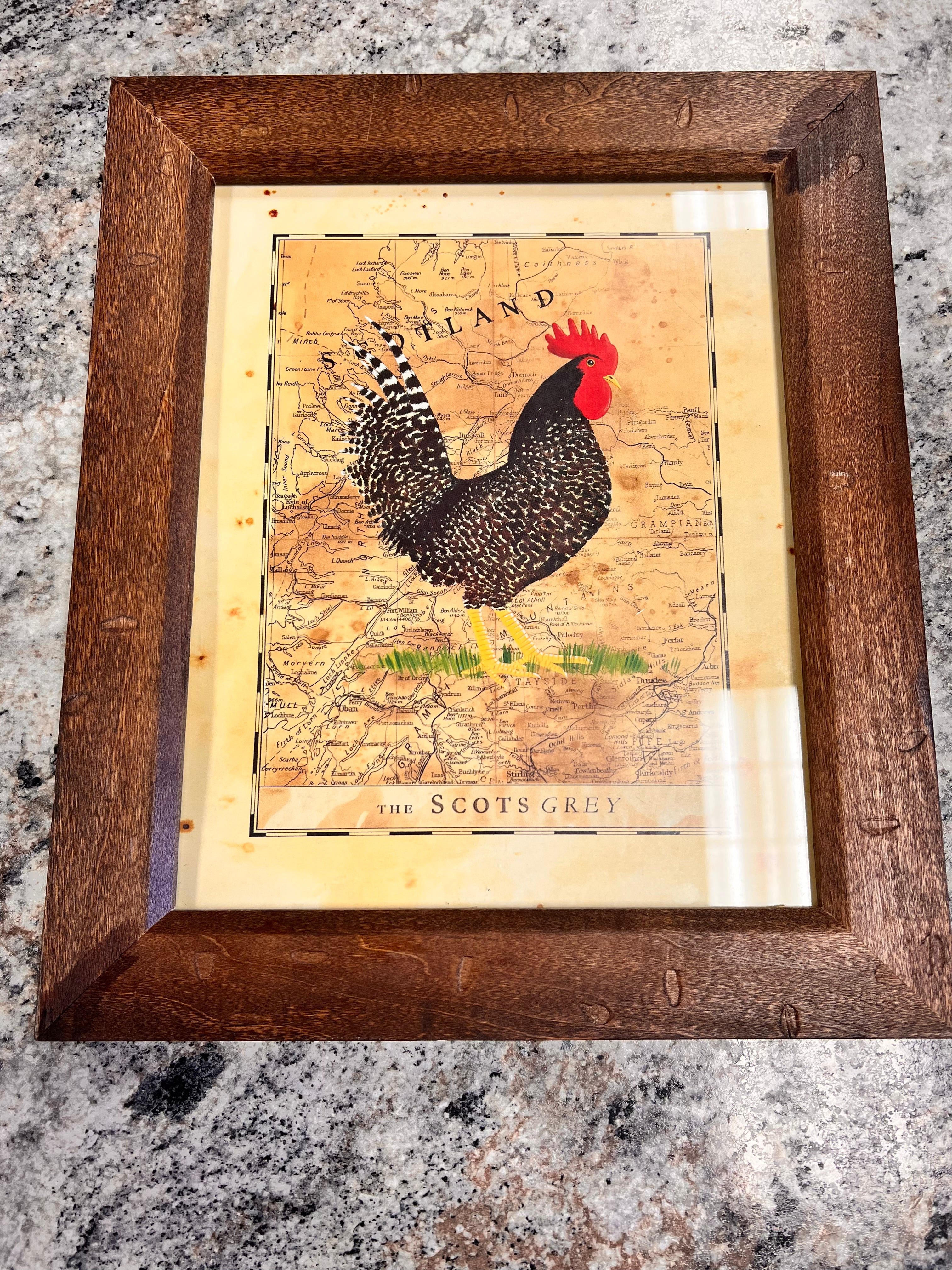 Rooster Picture