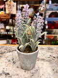 Small Plant