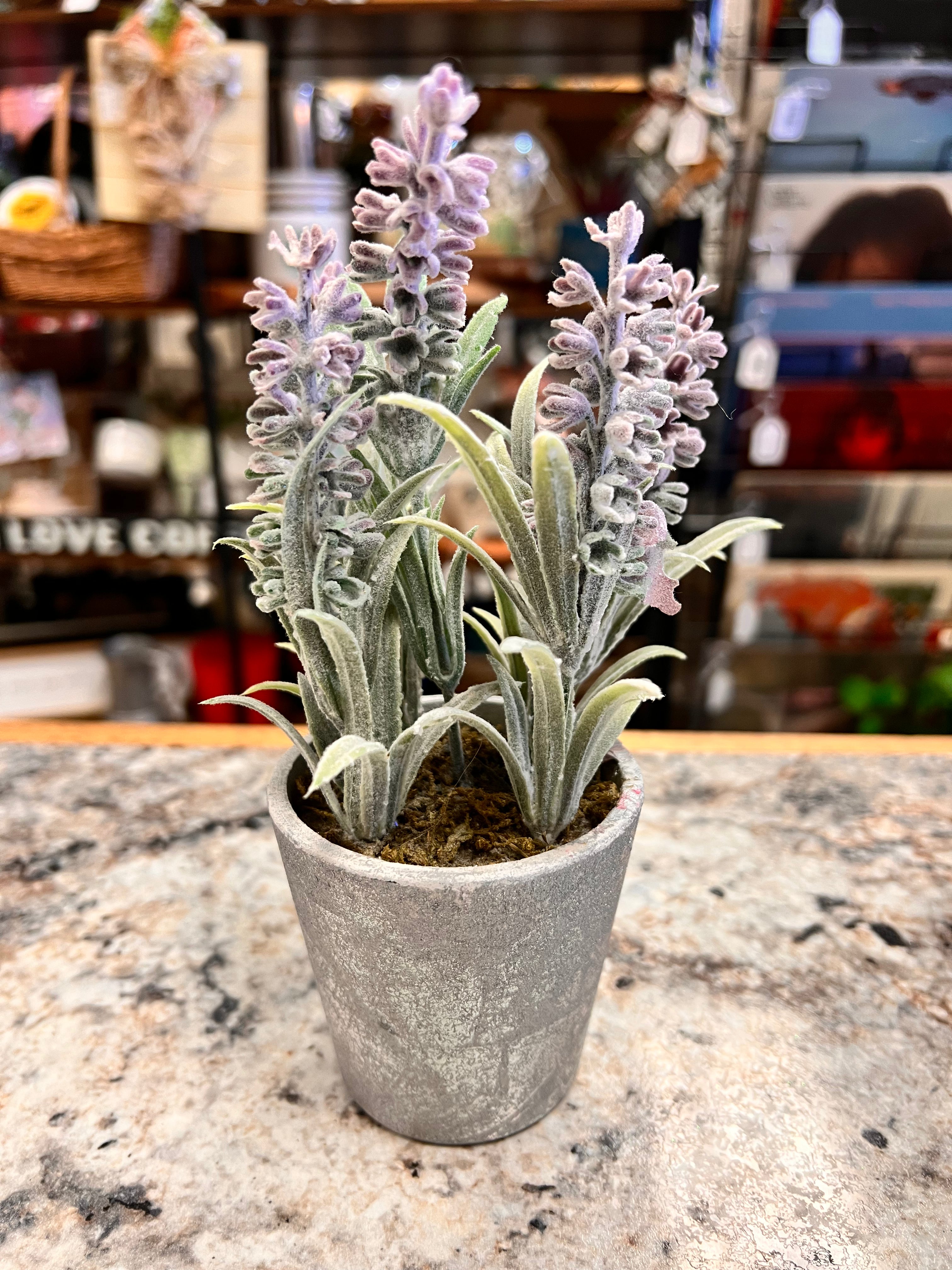 Small Plant