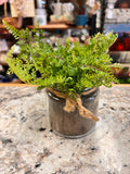 Small Plant