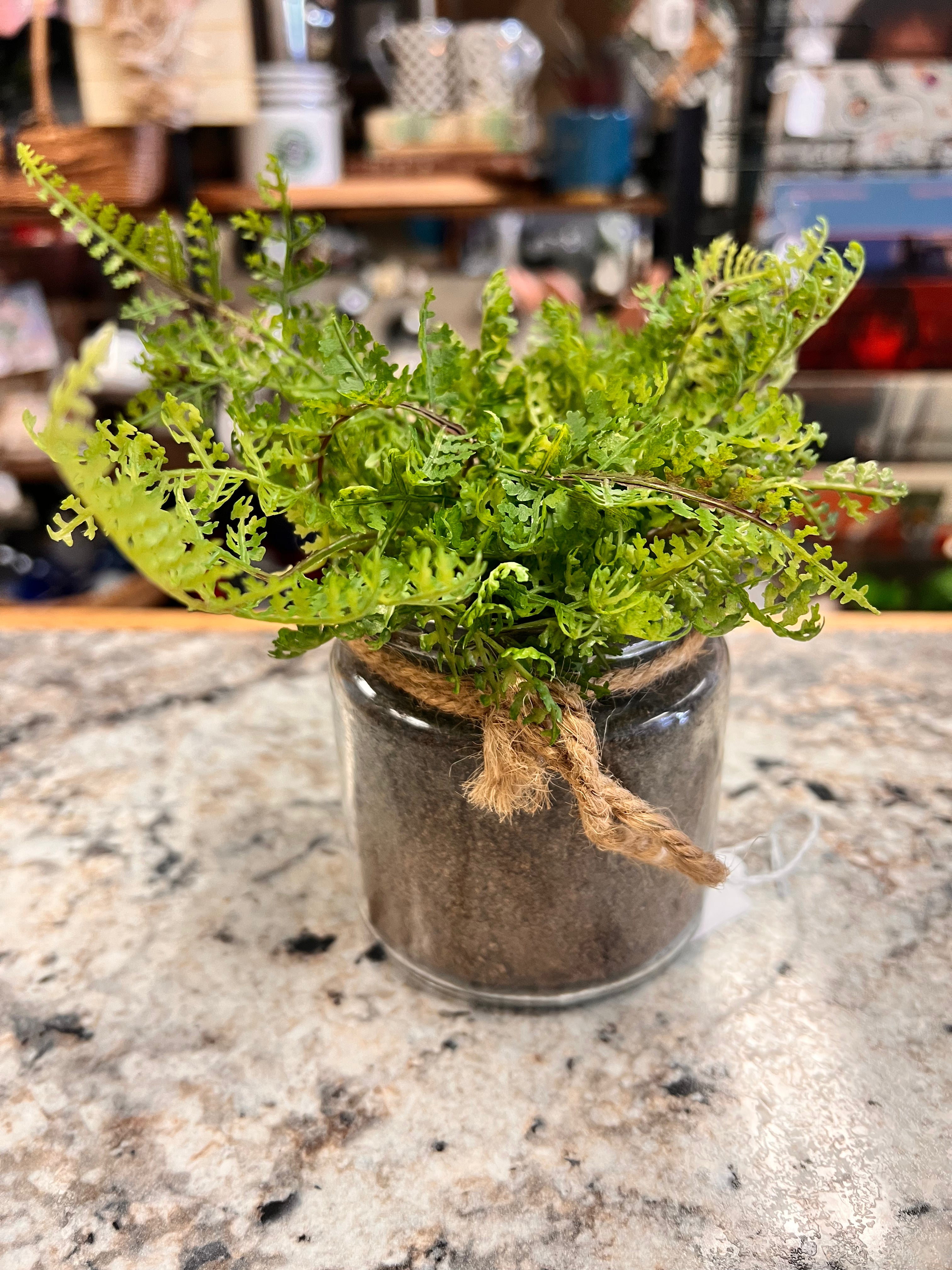 Small Plant