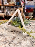 Hanging Plant