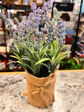 Burlap Plant