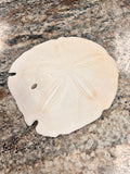 Sand Dollar