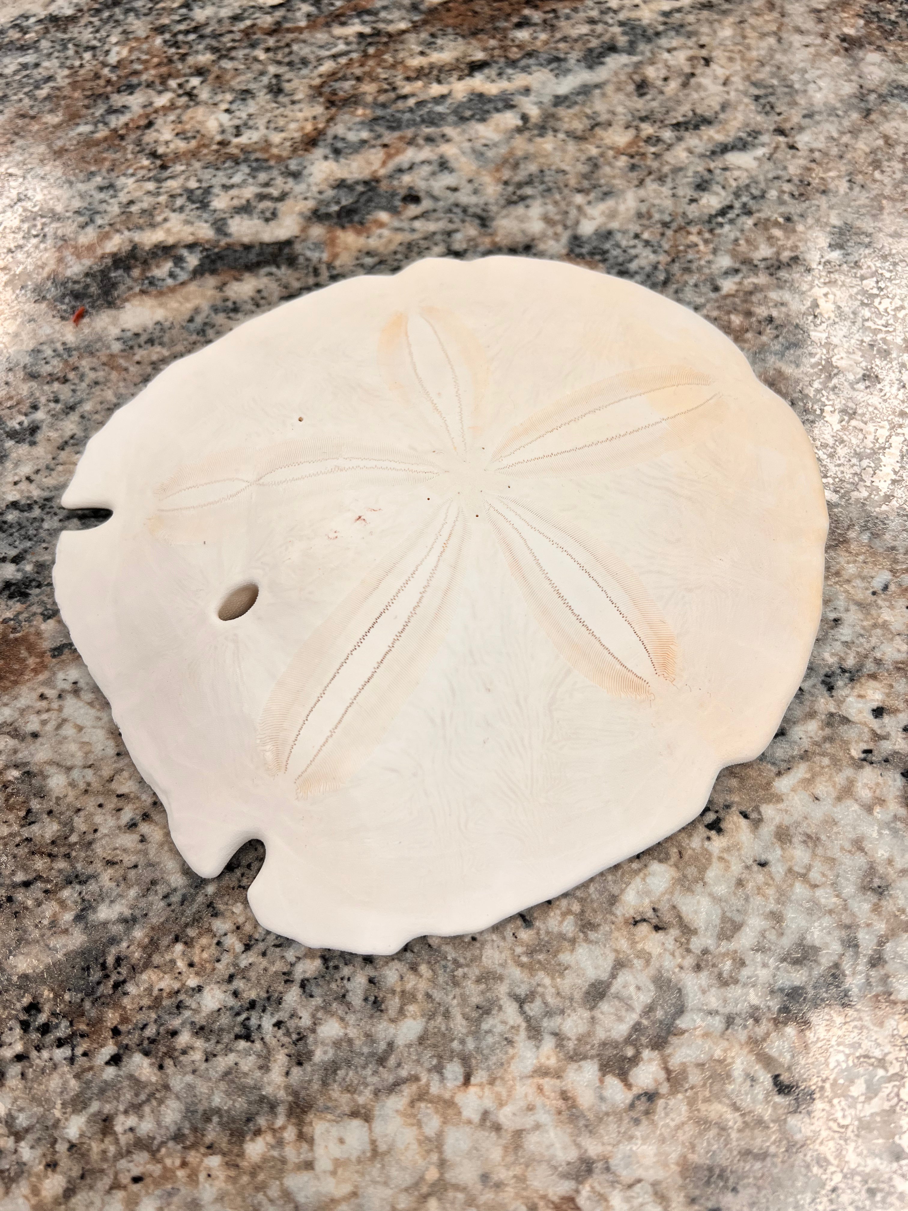 Sand Dollar