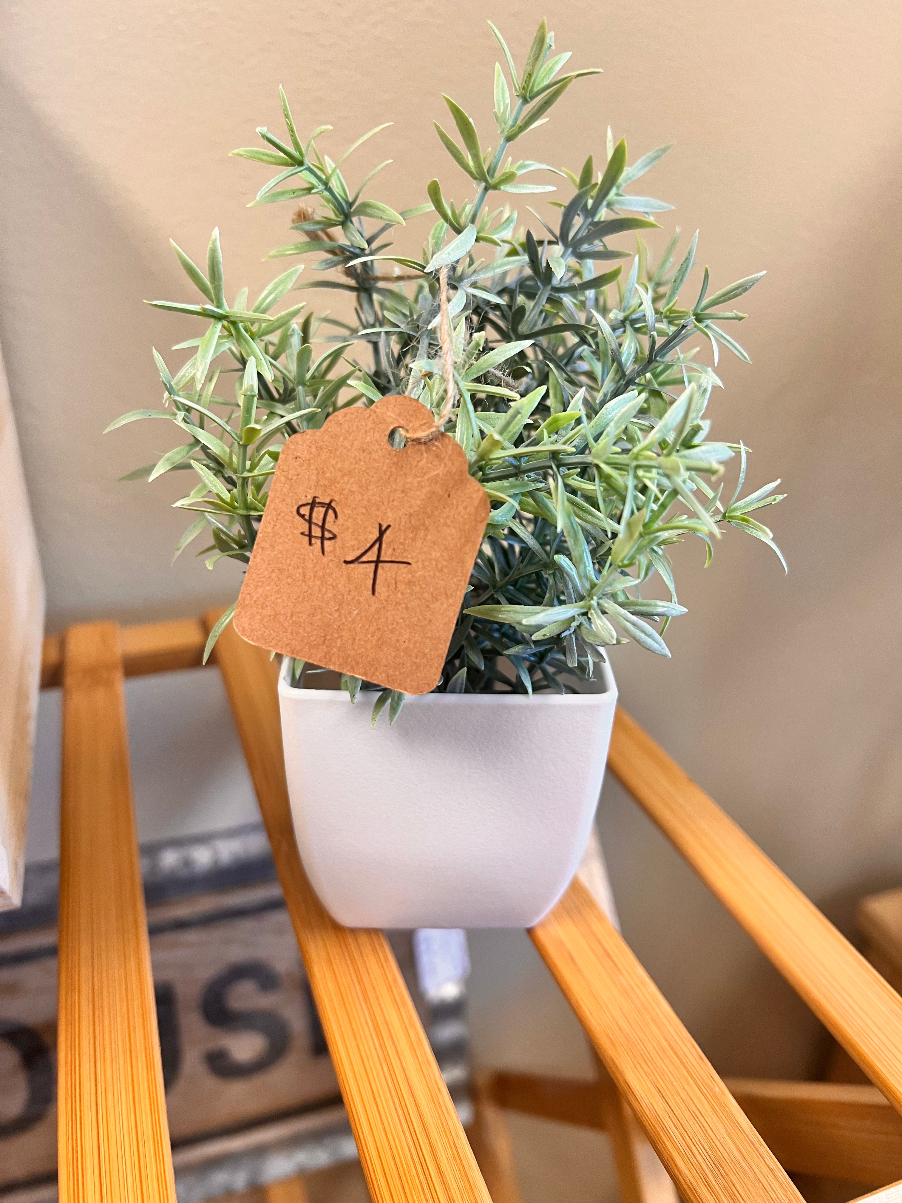 Small Plant