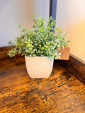 Small Plant