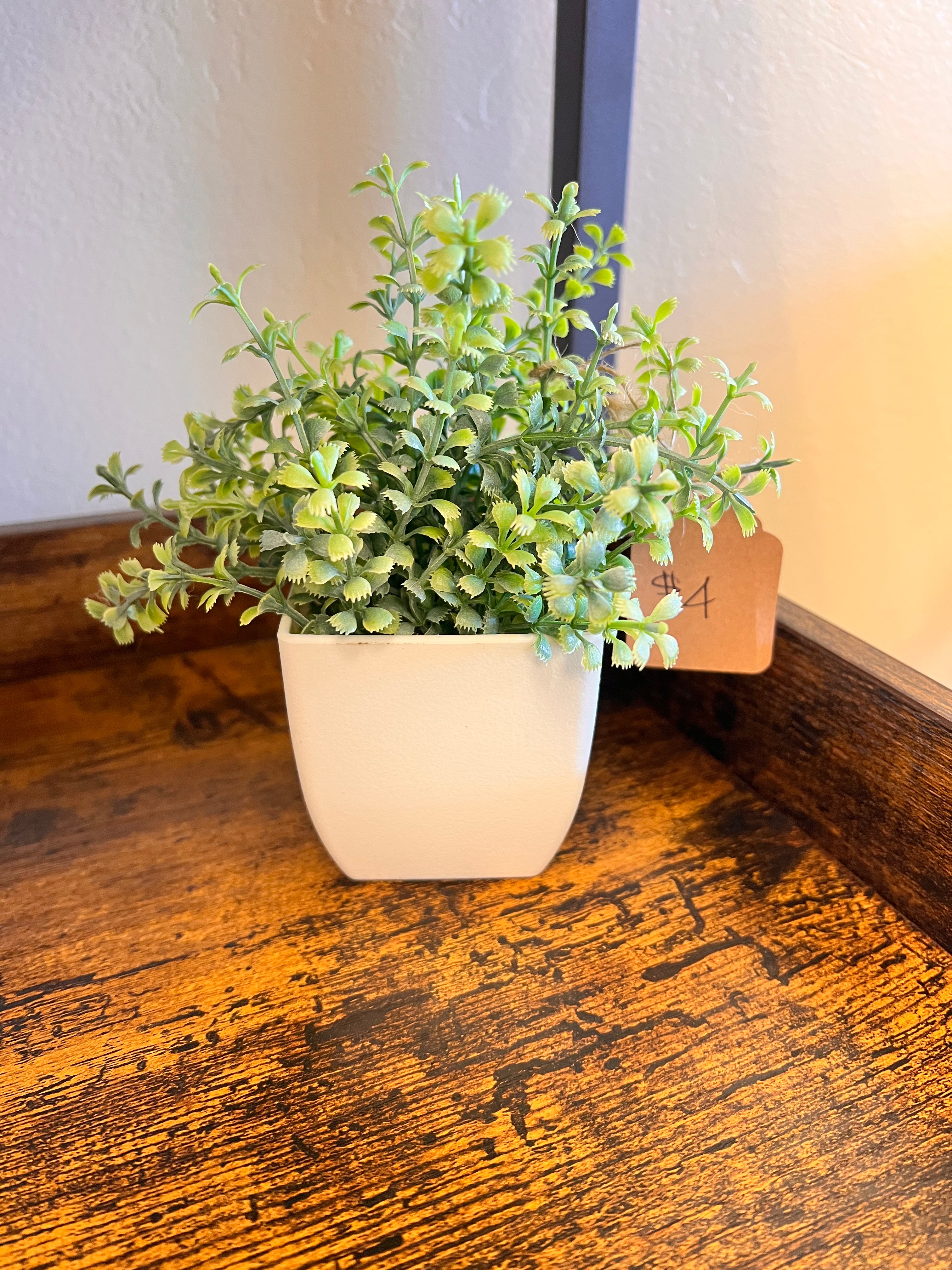 Small Plant