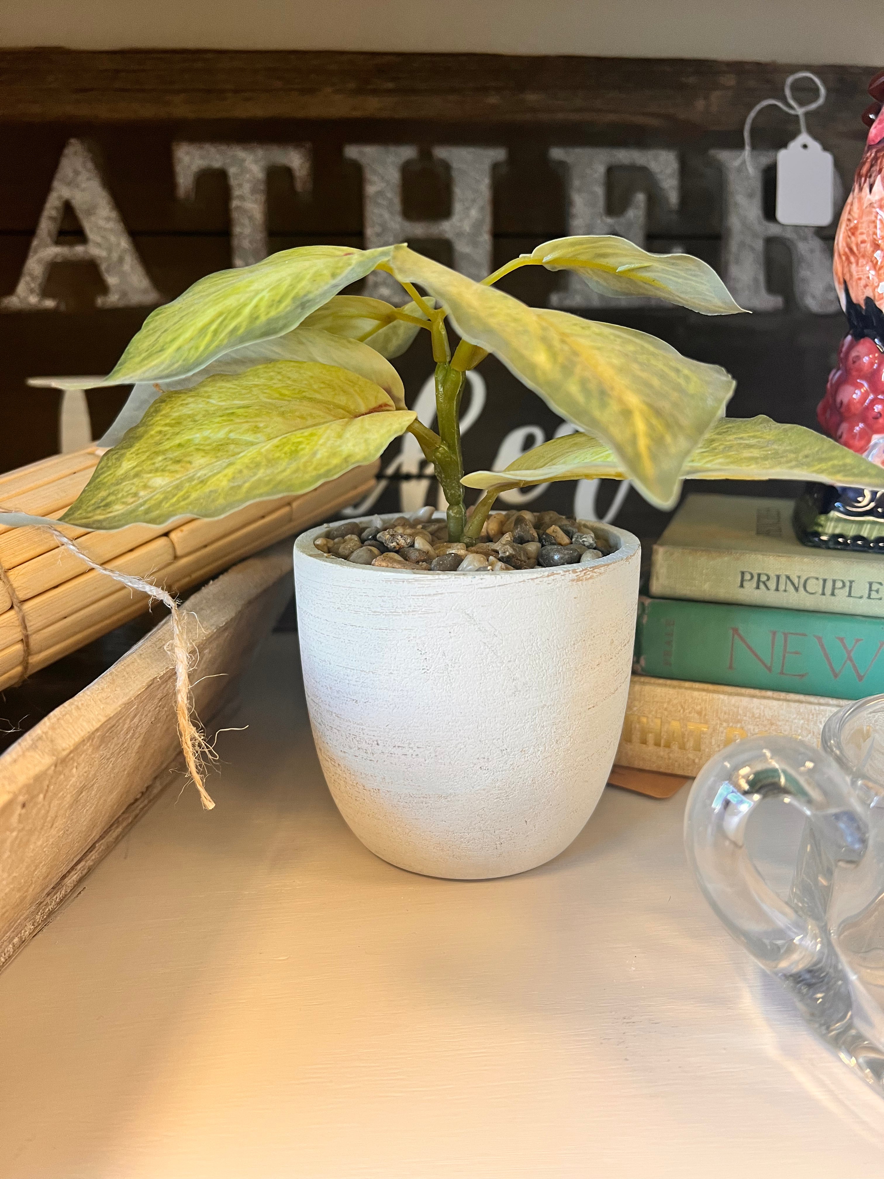 Small Plant