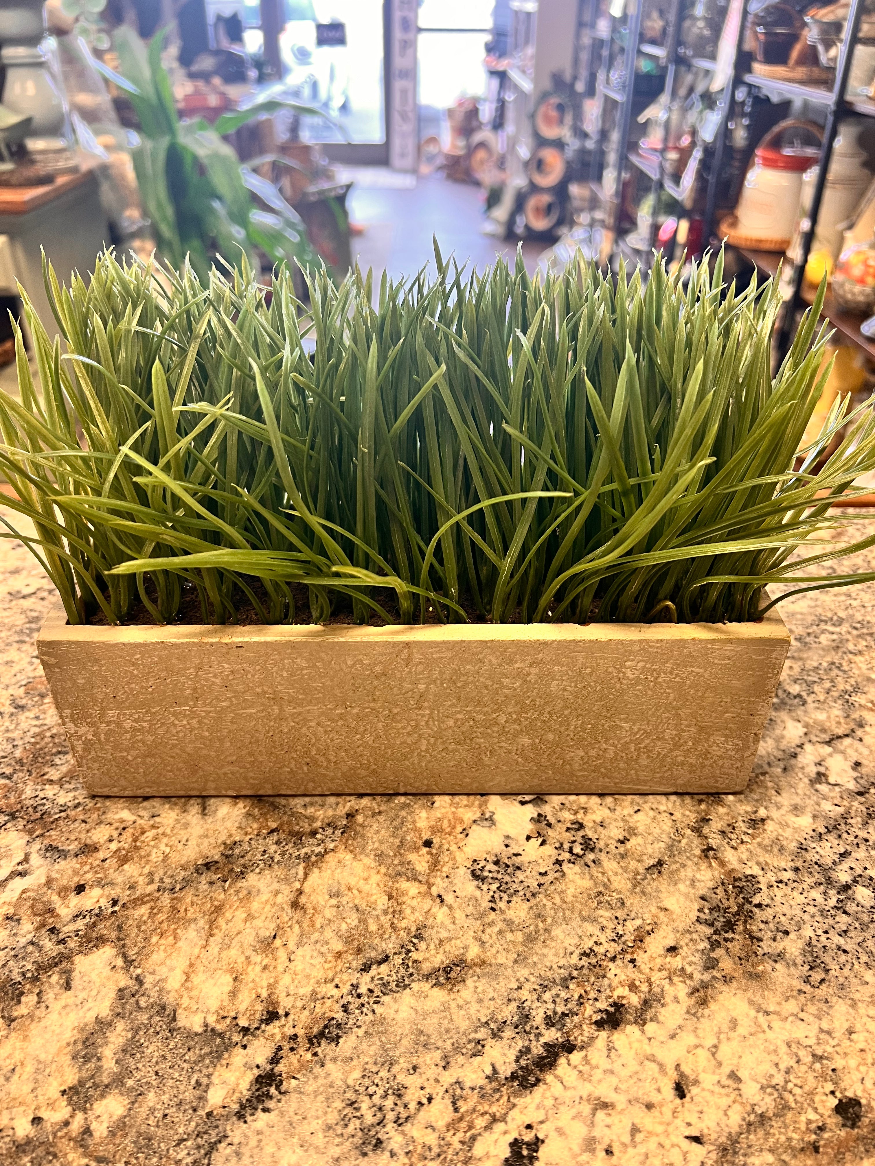 Plant Decor