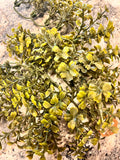 Plant Decor