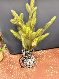 Tree Decor