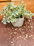 Small Plant