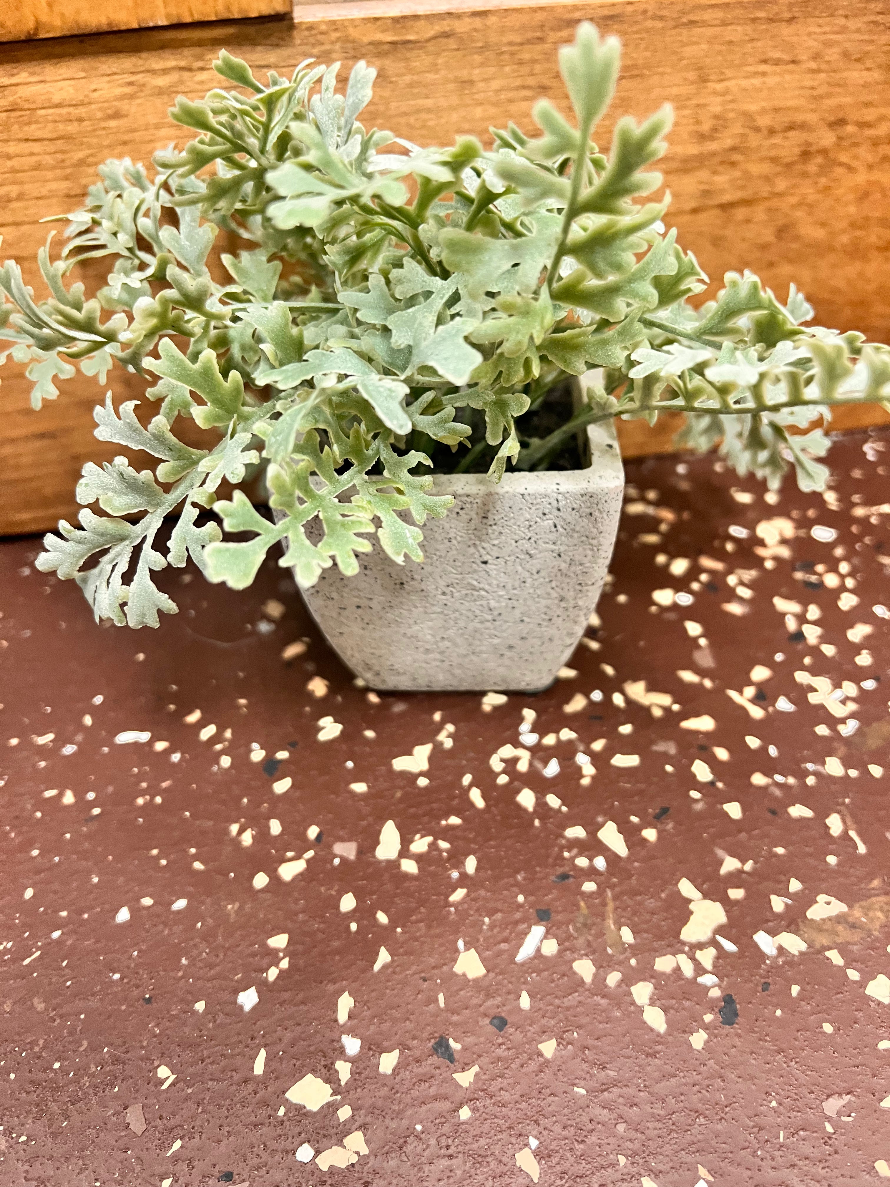 Small Plant