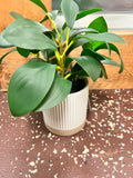 Small Plant