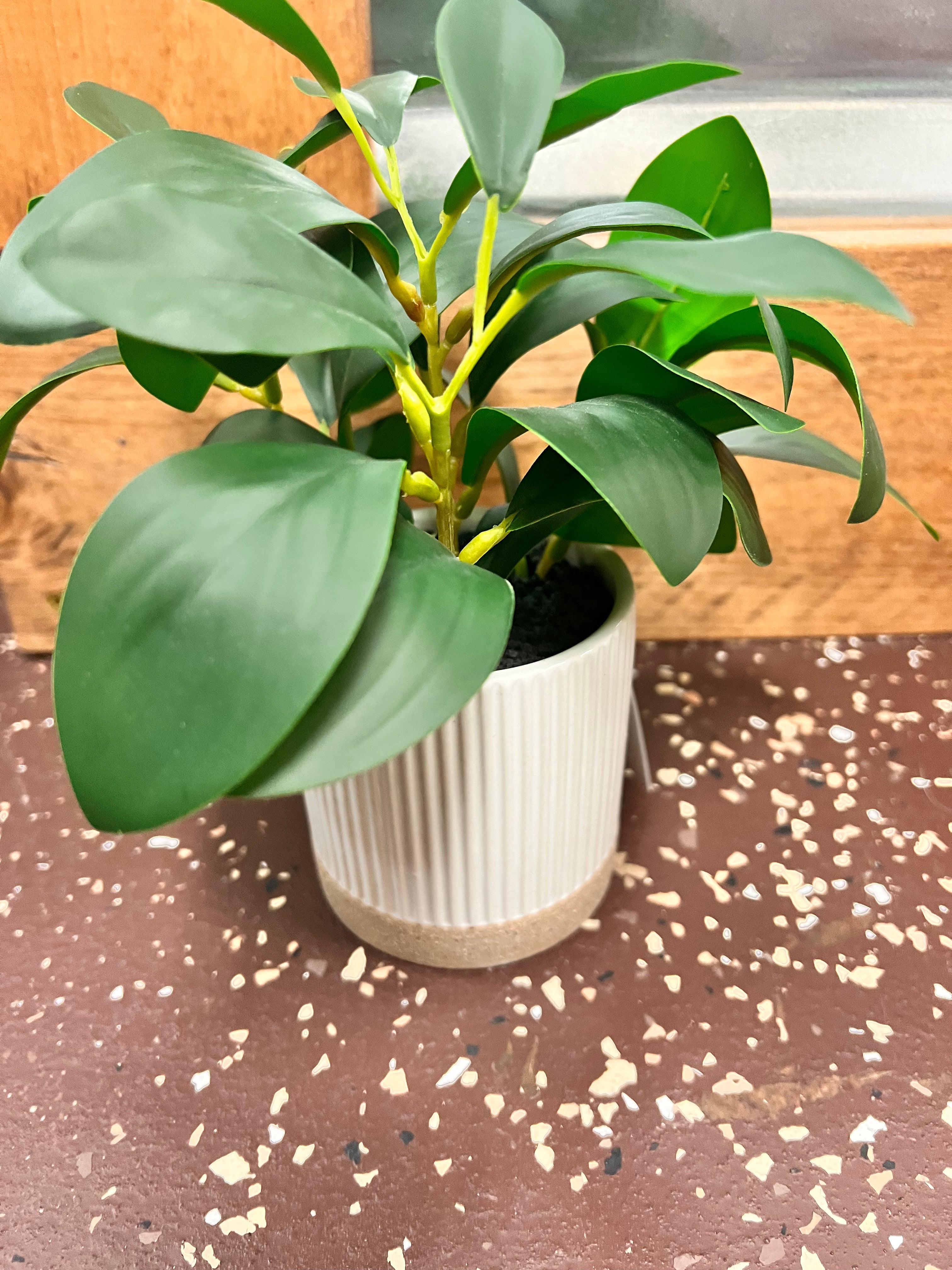 Small Plant