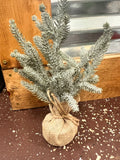Pine Tree
