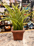 Grass Plant