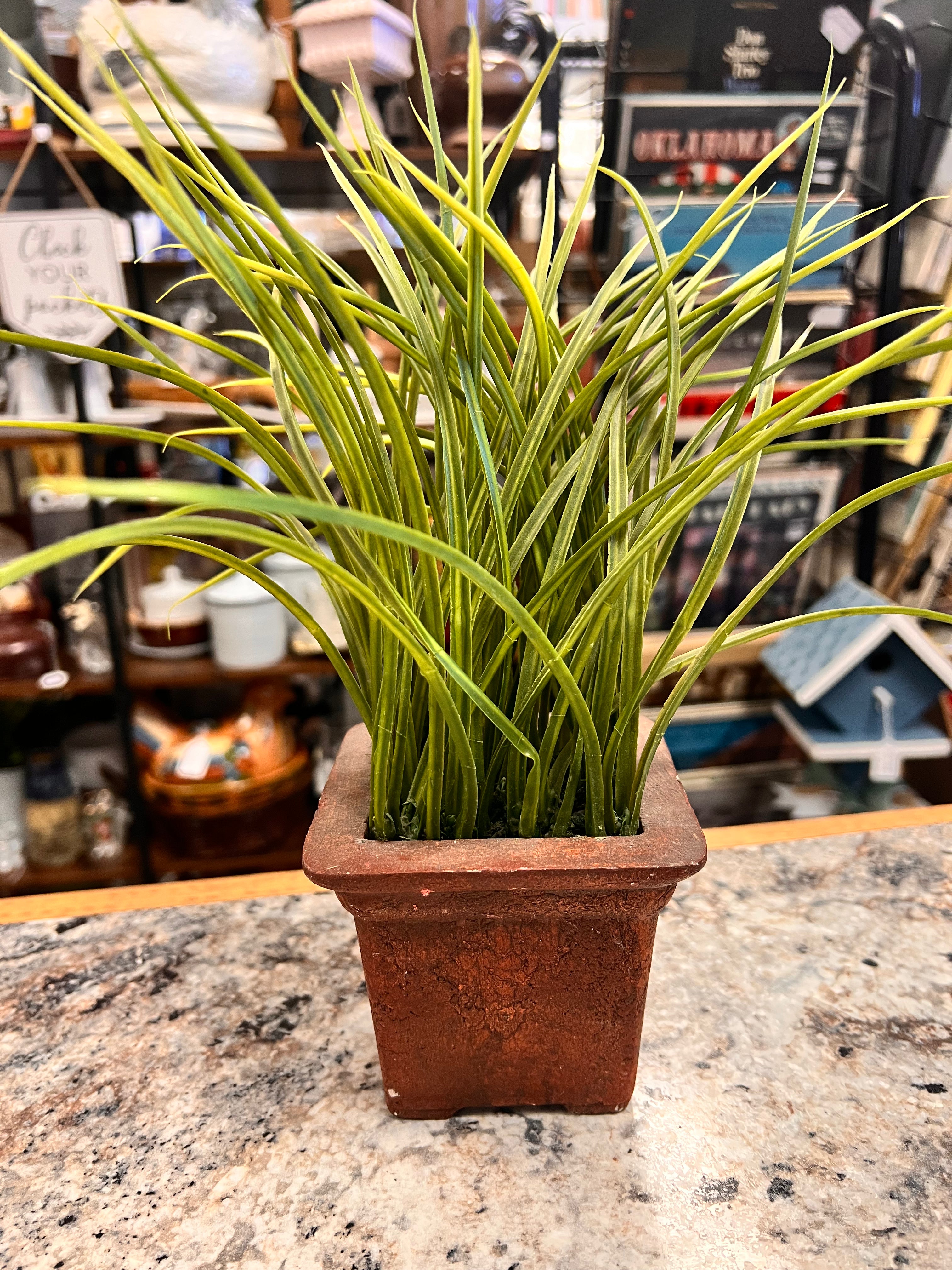 Grass Plant
