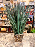 Grass Plant