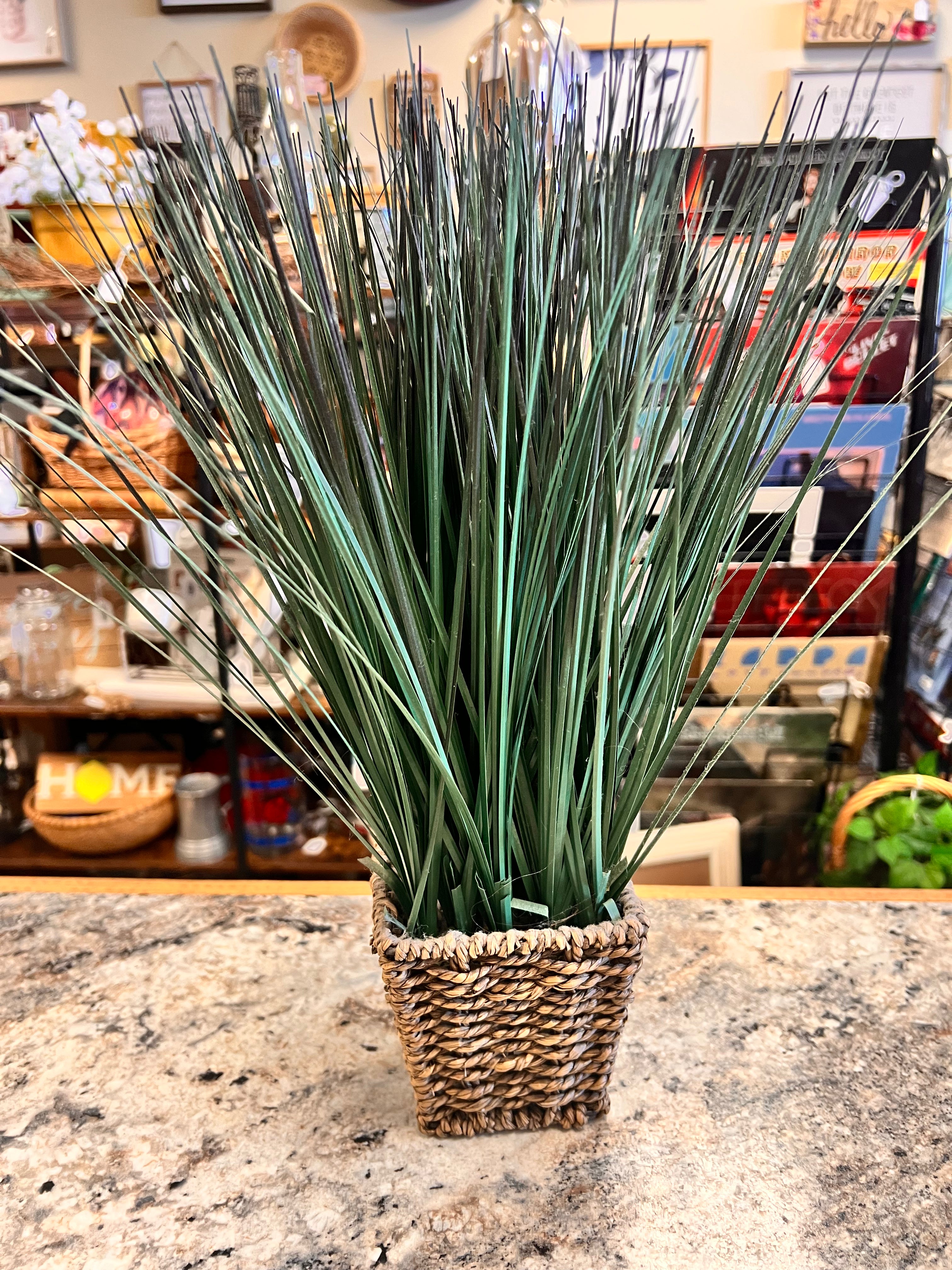 Grass Plant