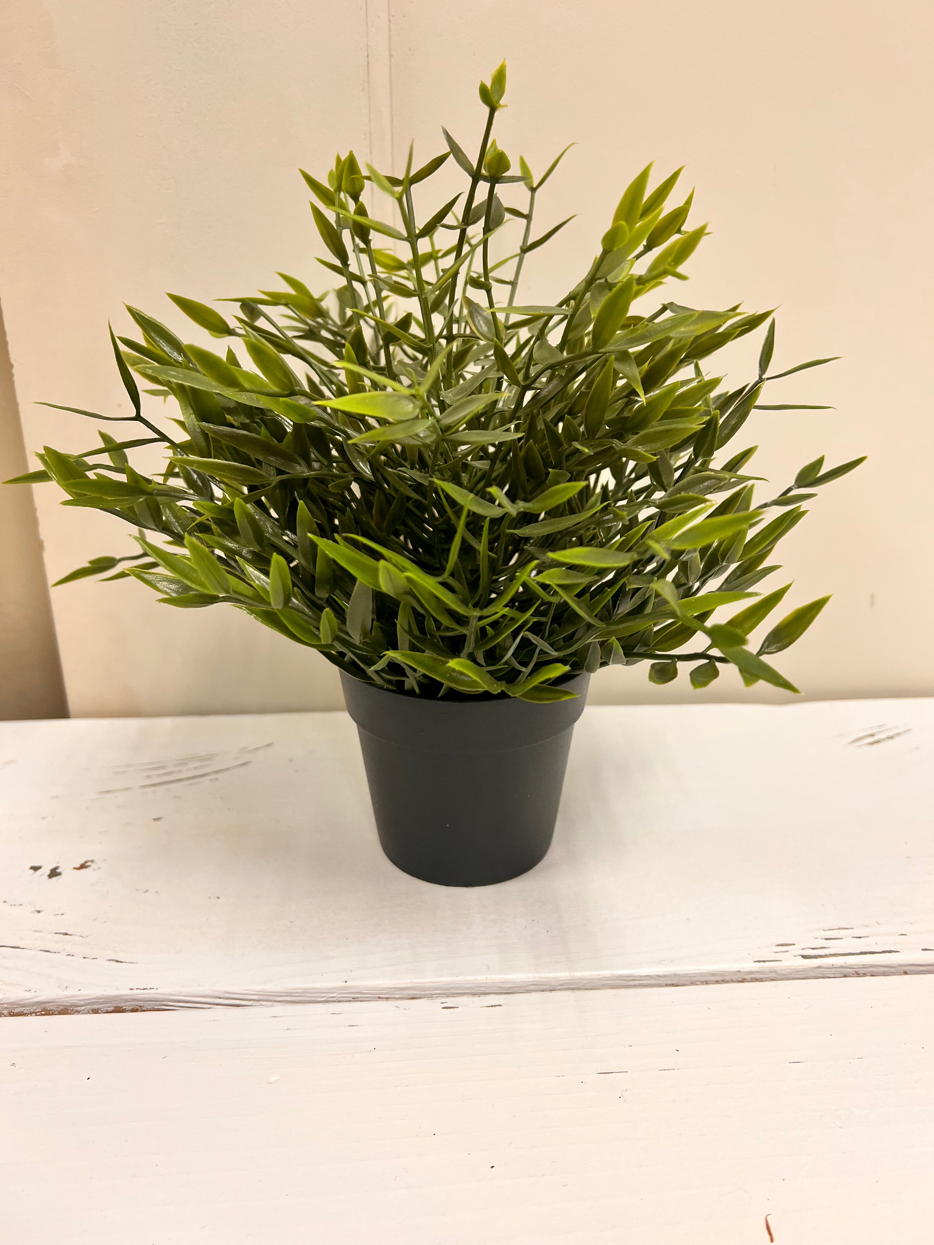 Plant