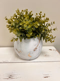 Plant & Pot