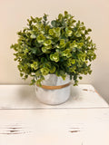 Plant & Pot