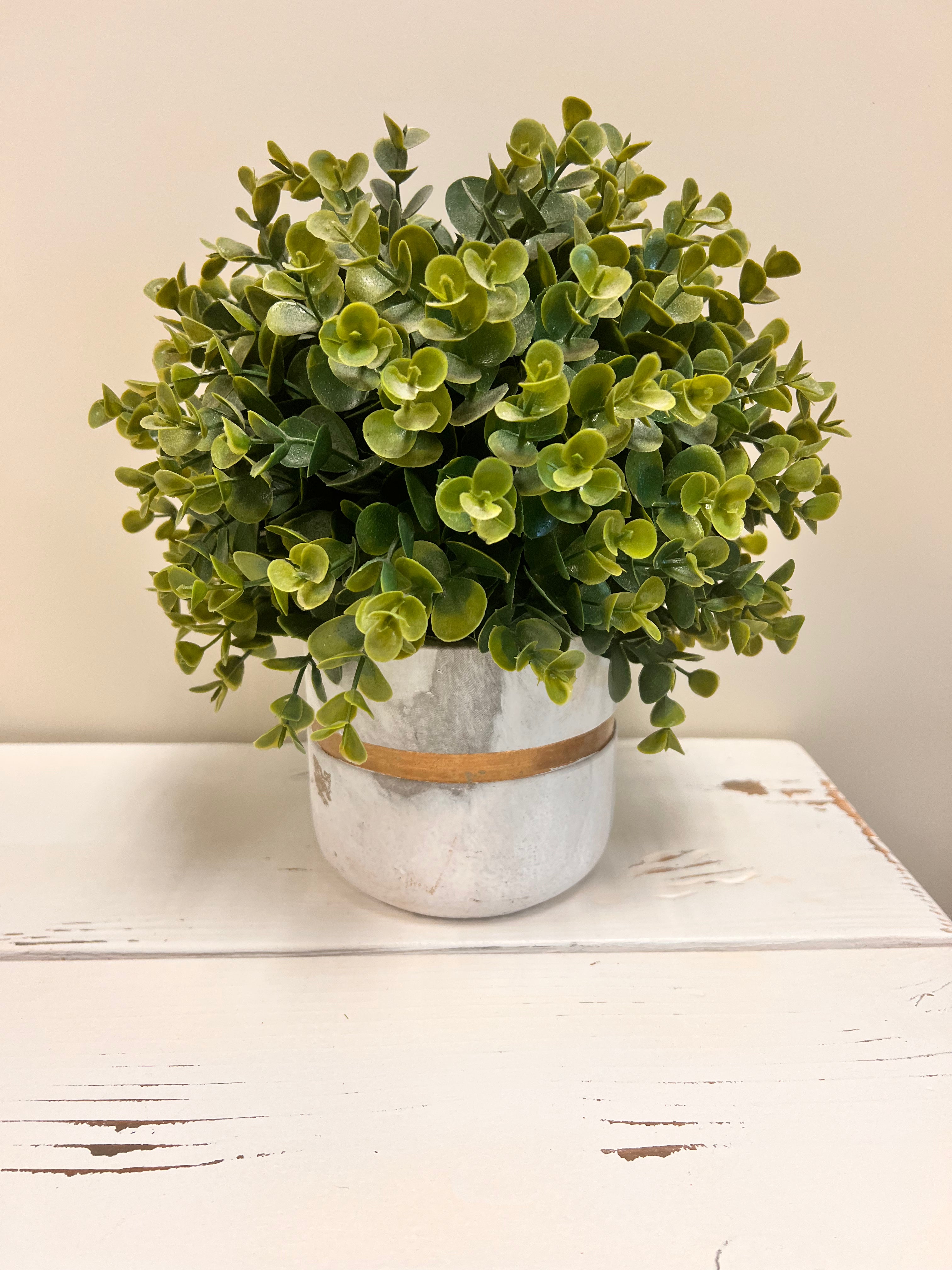 Plant & Pot