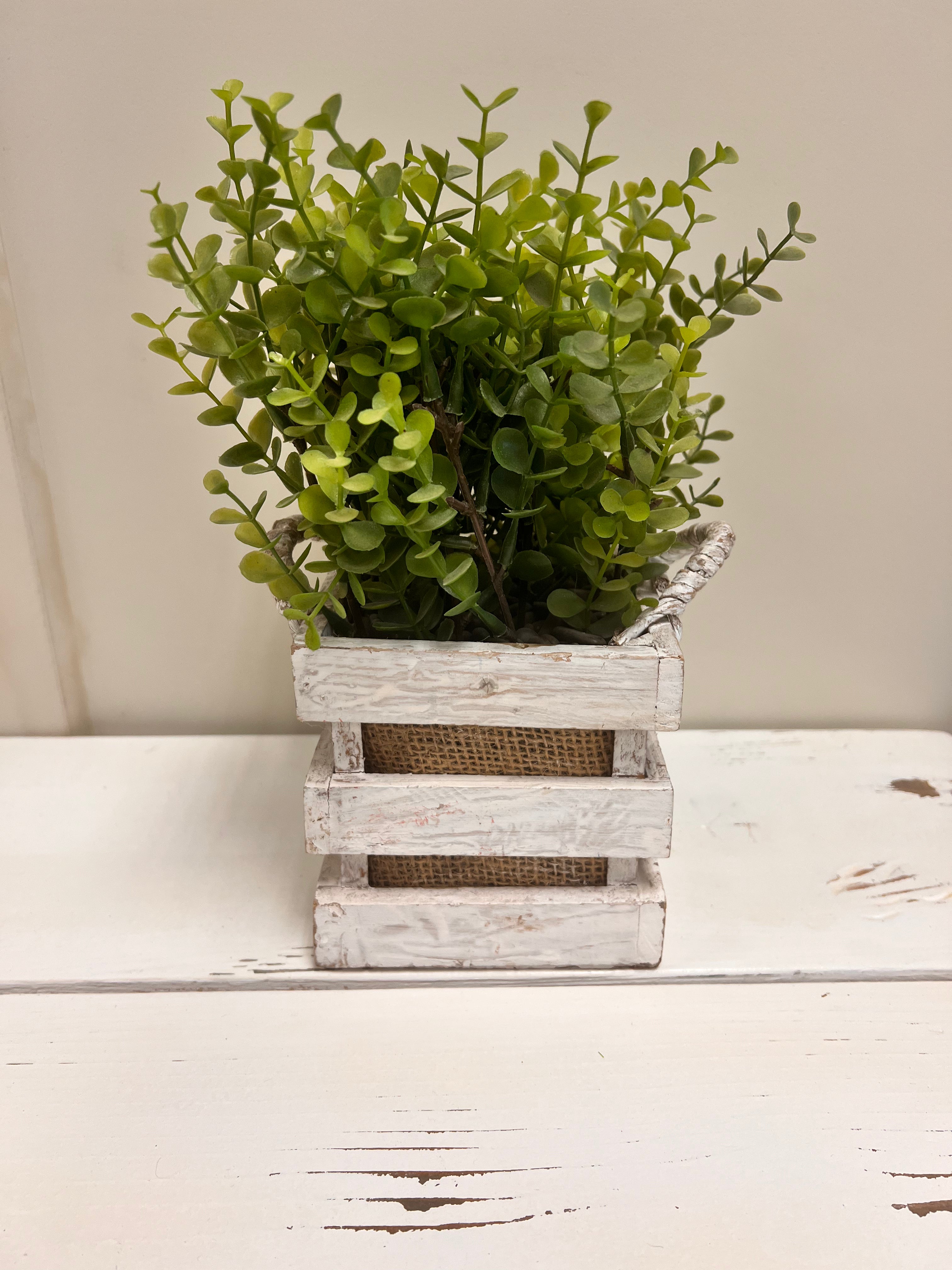 Basket Plant