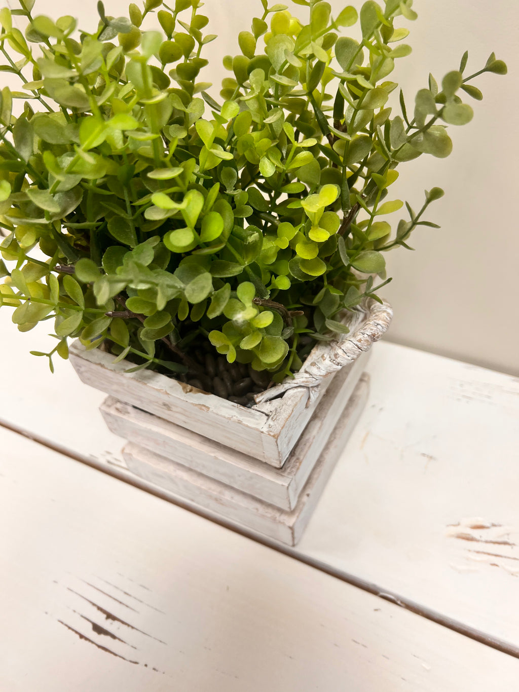 Basket Plant