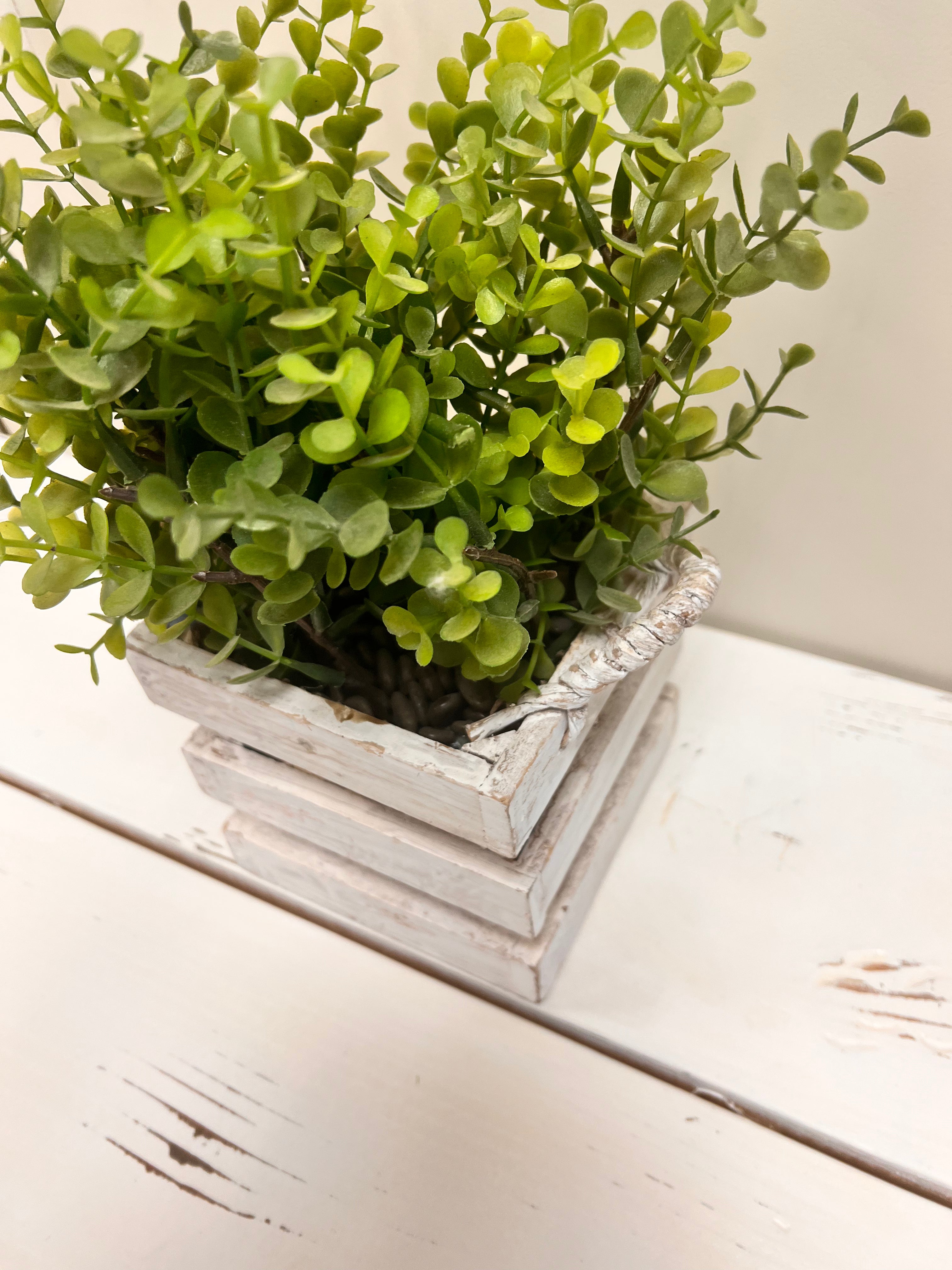Basket Plant