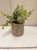 Small Plant
