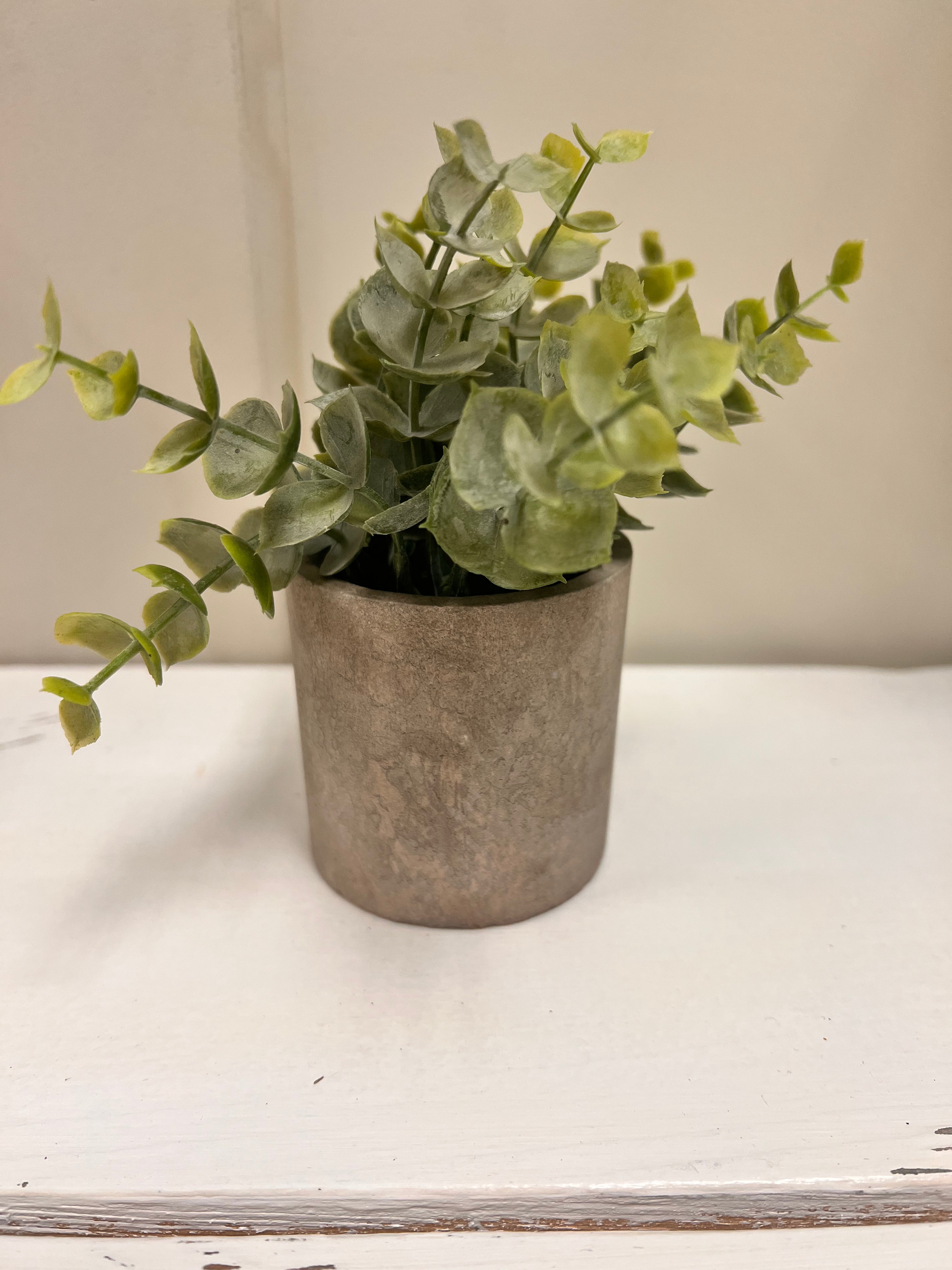 Small Plant