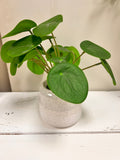 Small Plant