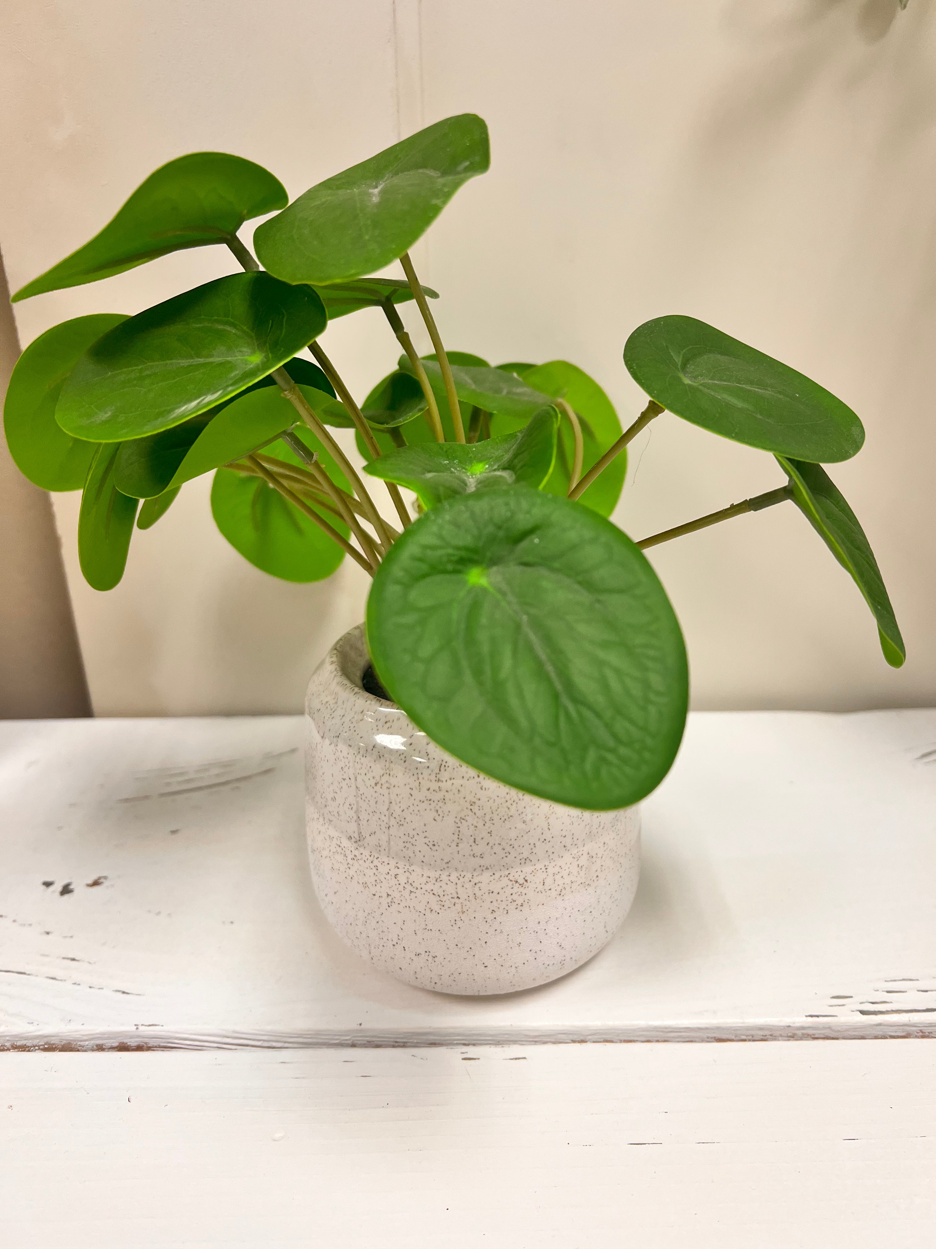 Small Plant