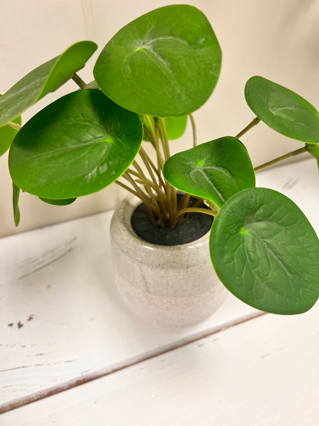 Small Plant
