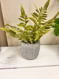 Gray Plant