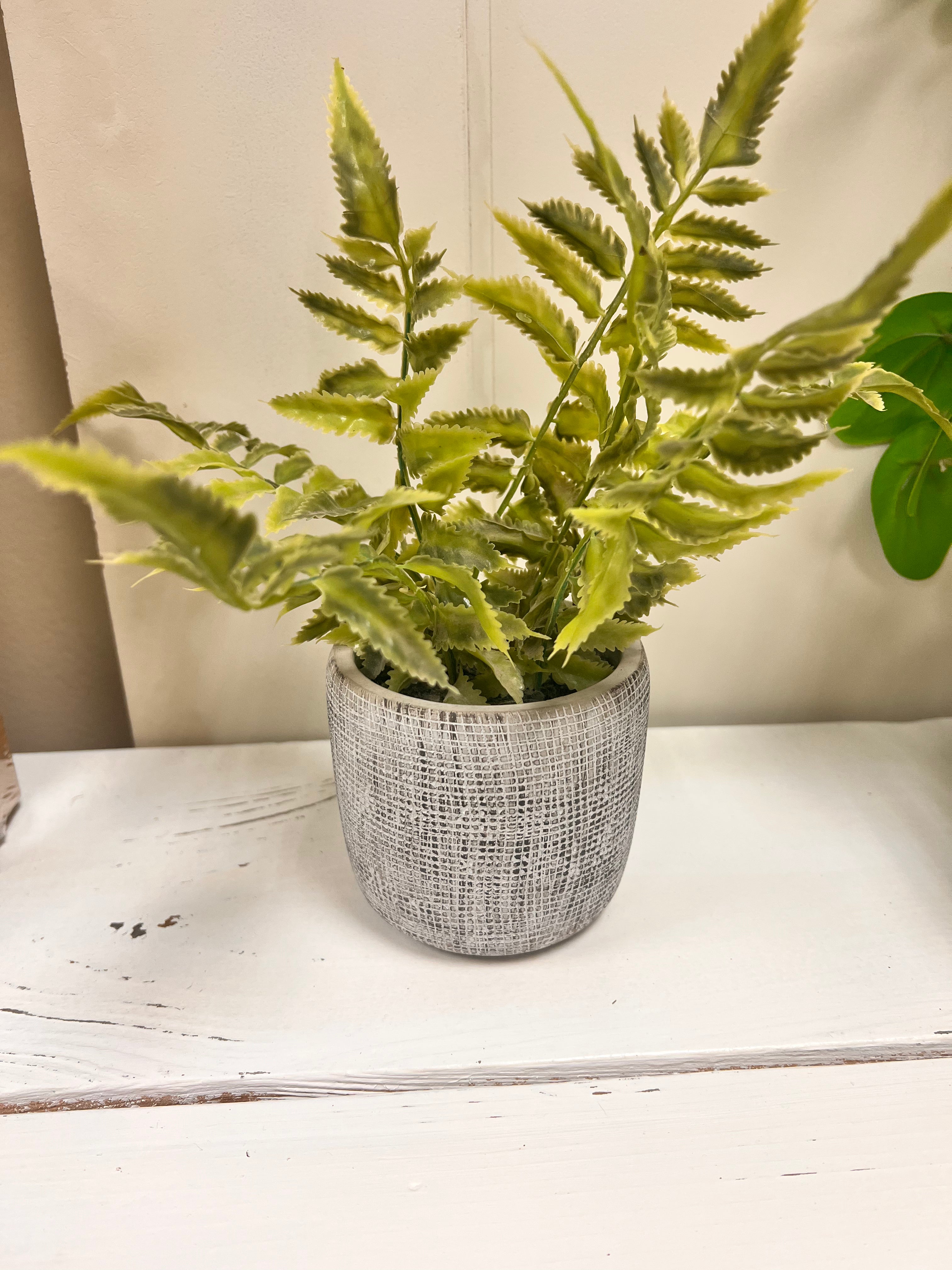 Gray Plant