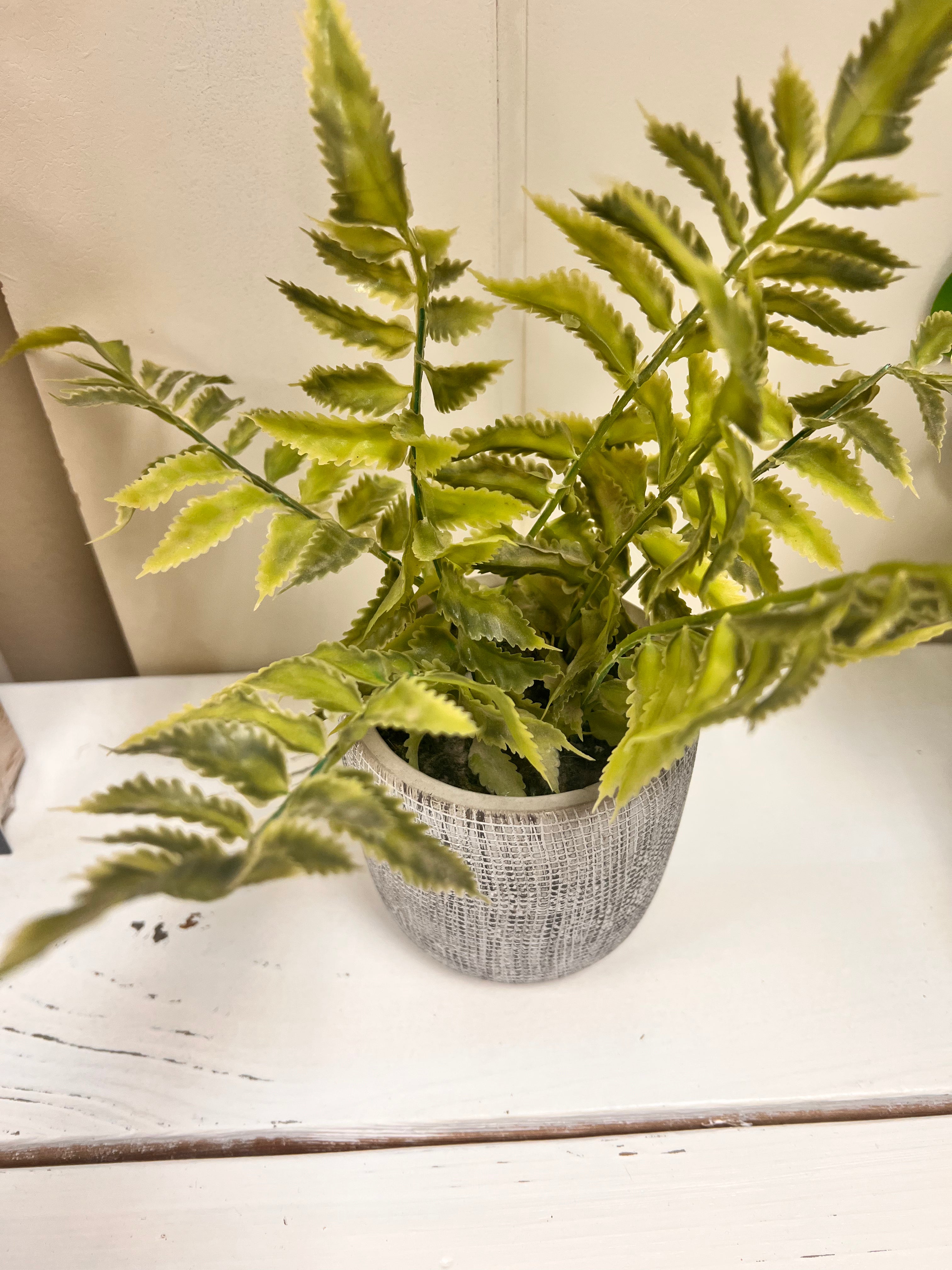 Gray Plant