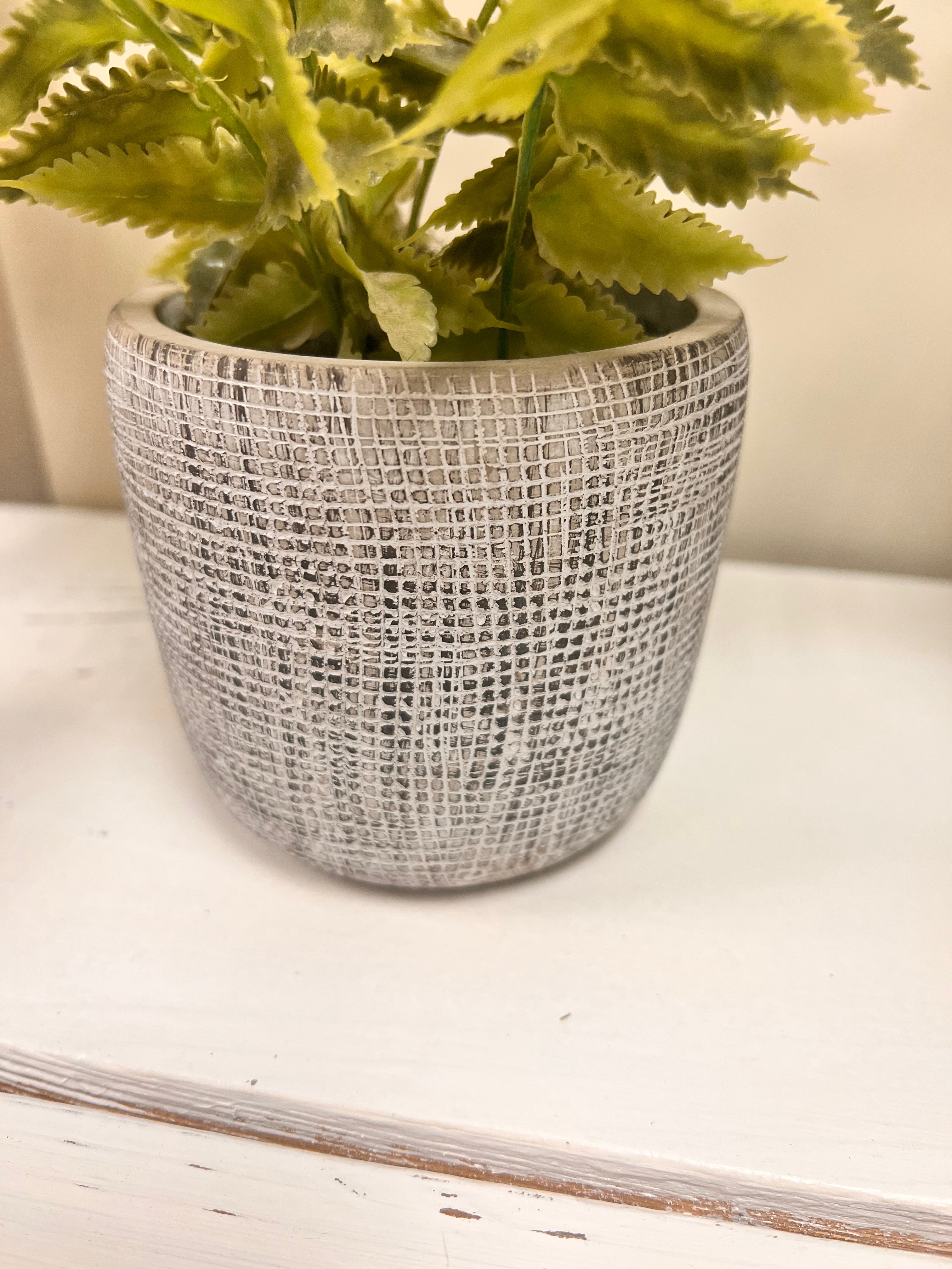 Gray Plant