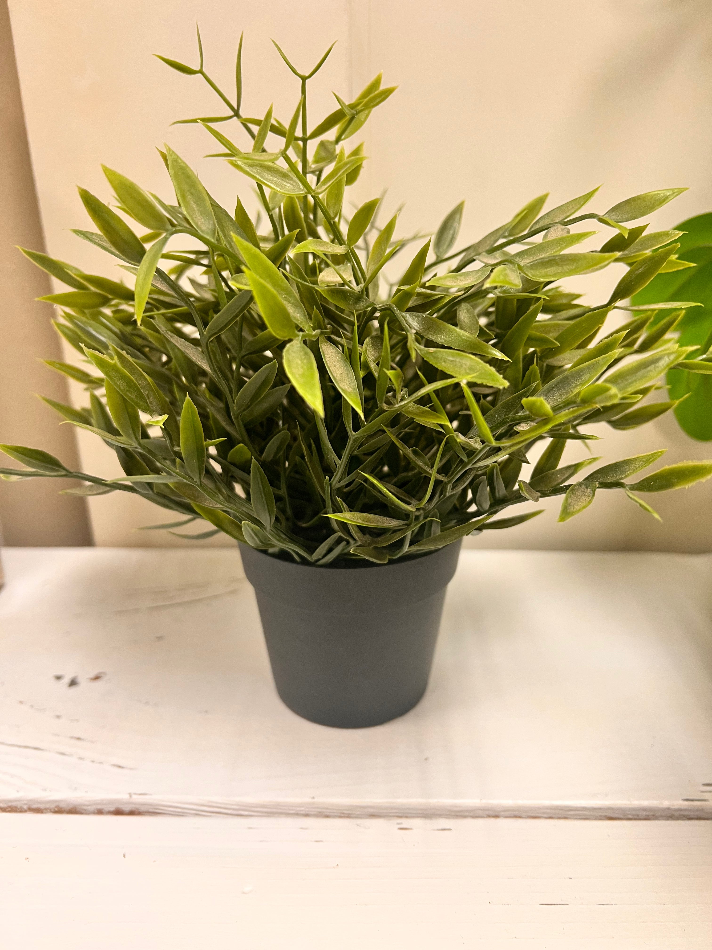 Small Plant