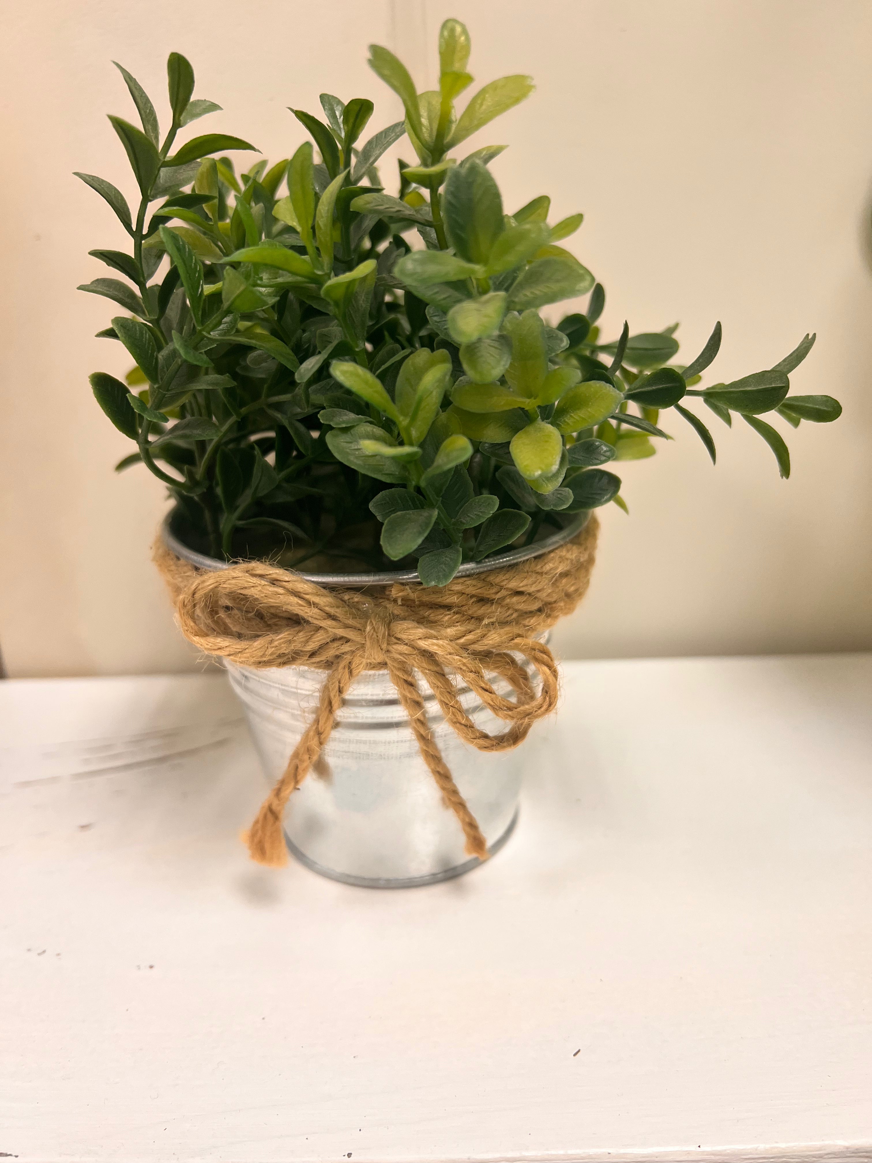 Bucket Plant