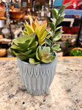 Succulent Plant