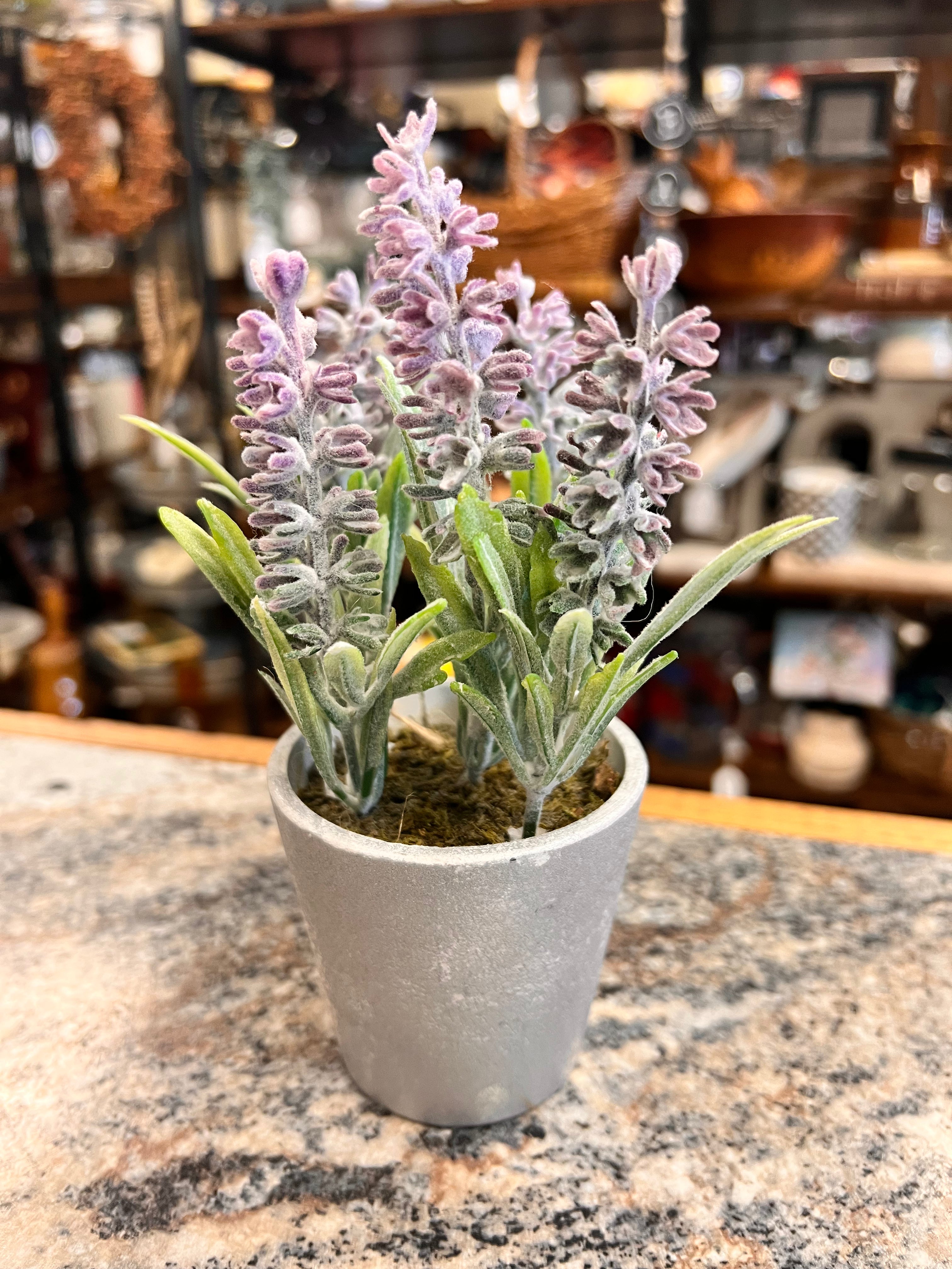 Purple Plant