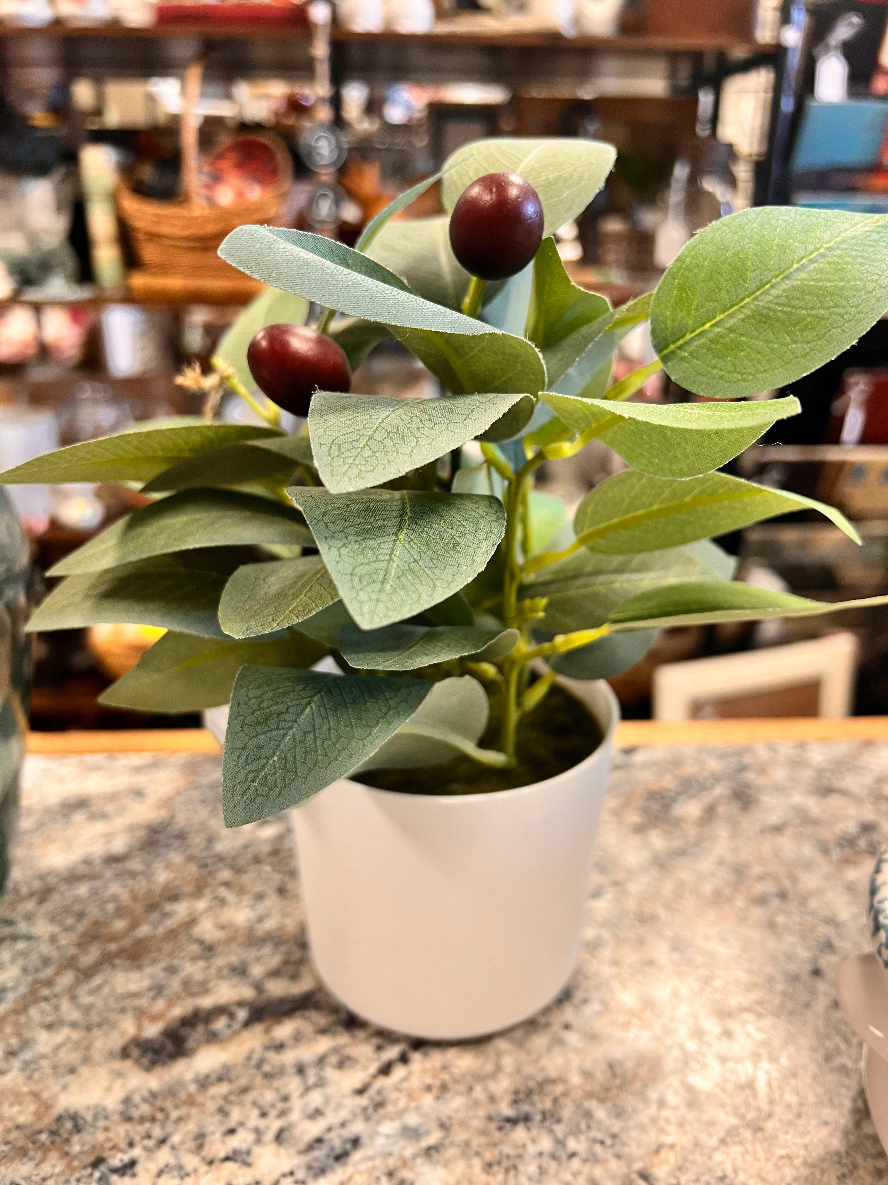 Plant
