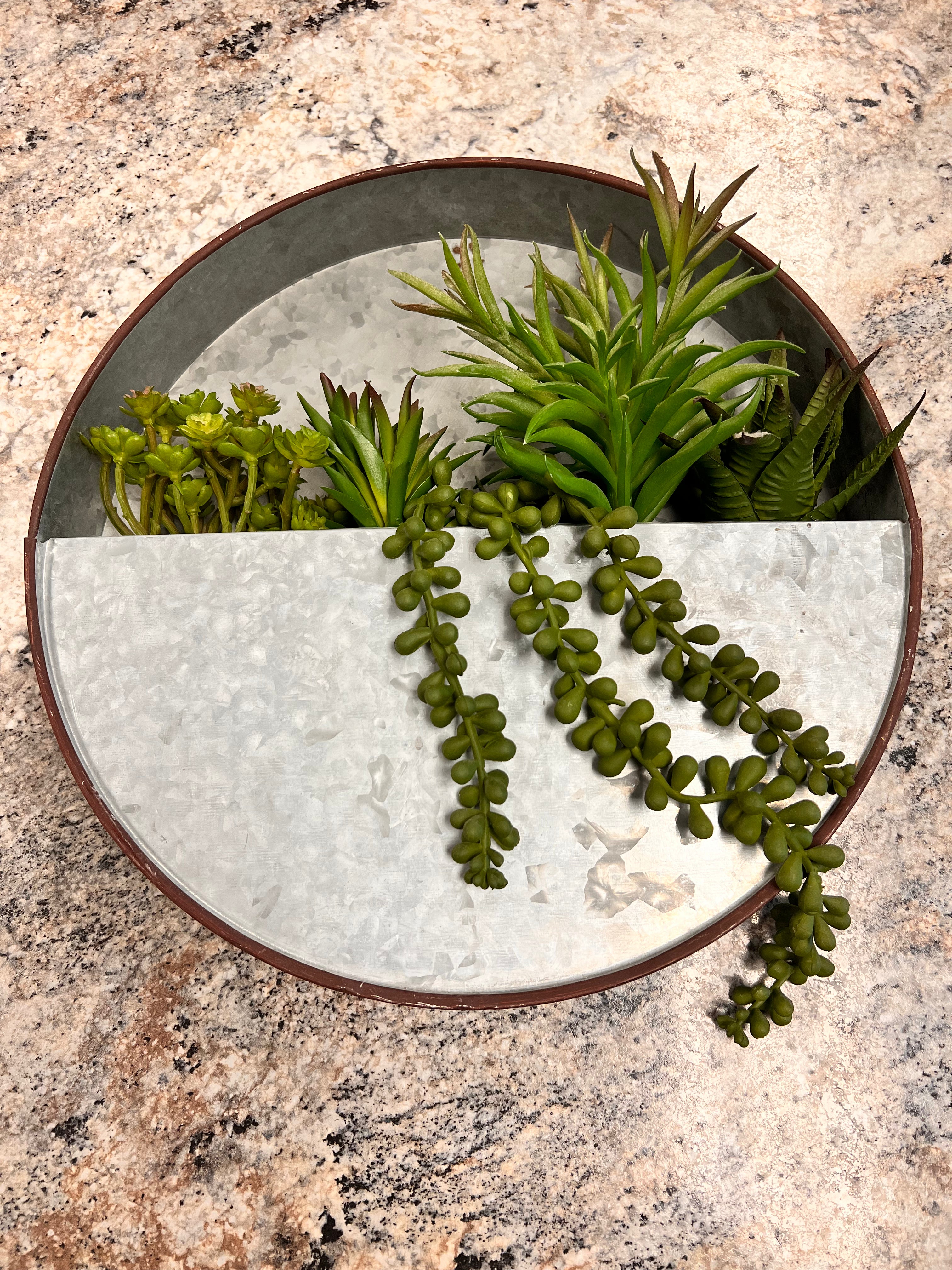 Succulent Plant